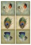 2-Up Feather Triptych I by Jennifer Goldberger