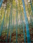 A Bamboo Forest, Sagano, Japan