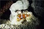 A Clown Fish and an Anemone