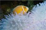 A Clown Fish, Nananu-I-Ra Island, Fiji