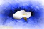A Flower by Ata Alishahi