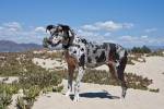 A Great Dane standing in sand at the Ventura Beach, California by Zandria Muench Beraldo / Danita Delimont