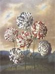 A Group of Carnations by Robert John Thornton MD.