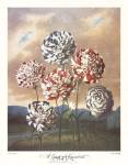 A Group of Carnations by Robert John Thornton MD.