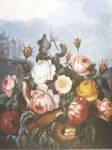 A Group of Roses by Robert John Thornton MD.