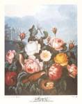 A Group of Roses by Robert John Thornton MD.