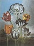 A Group of Tulips by Robert John Thornton MD.