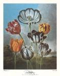 A Group of Tulips by Robert John Thornton MD.