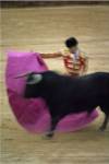 A matador and a bull at a Bullfight, Spain