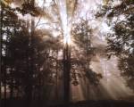 A New Day II by Ann Dahlgren