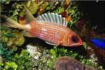 A Squirrel fish, Cozumel, Mexico