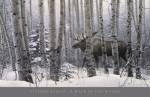 A Walk in the Woods by Stephen Lyman
