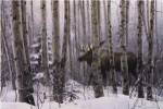 A Walk in the Woods by Stephen Lyman