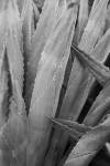 Abstract Agava II by Elizabeth Urquhart