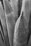 Abstract Agava III by Elizabeth Urquhart