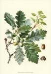 Acorns & Foliage I by Vision Studios