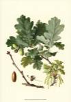 Acorns & Foliage II by Vision Studios