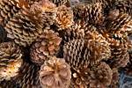 Acorns Growing on Plants by Panoramic Images