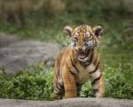 Acting Tough by Galloimages Online