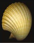 African Fan Scallop by Harold Feinstein