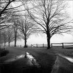 After The Rain 1 by Harold Silverman