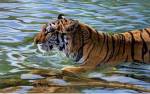 Afternoon Swim by Mickey Flodin