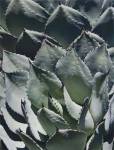 Agave I by Rachel Perry
