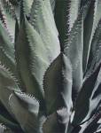 Agave II by Rachel Perry
