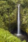 Akaka Falls by Chris Moyer