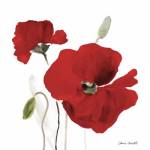 All Red Poppies I by Lanie Loreth