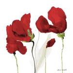 All Red Poppies II by Lanie Loreth