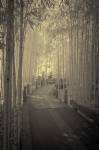 All to myself Alone by Geoffrey Ansel Agrons