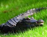 Alligator - laying in the grass