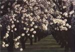 Almond Blossoms by Kathleen Norris Cook