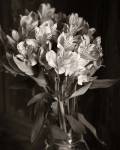 Alstroemeria by Michael Harrison