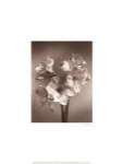 Amaryllis by Bill Philip