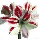 Amaryllis by Wendy Andrew