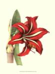 Amaryllis I by Alexander Hogg