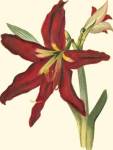 Amaryllis II by Kristin Cooke
