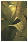 Amazon Canopy by Verdi