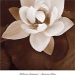 Amazon Lotus by Rebecca Swanson