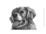 Amber the Golden Retriever by Beth Thomas