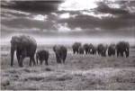 Amboseli Elephants by Jorge Llovet