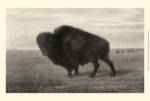 American Bison by Neil Gower