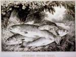 American Brook Trout