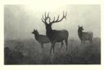 American Elk by Neil Gower