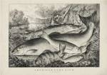 American game fish