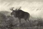 American Moose by Neil Gower