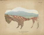American Southwest Buffalo Distressed by Wild Apple Portfolio