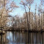 Among the Trees I by Jairo Rodriguez